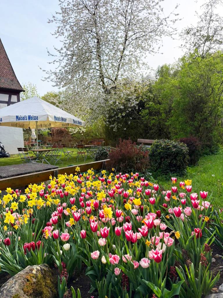 Blühende Tulpen in Rot, Rosa und Gelb im Biergarten der Zaussenmühle, dahinter ein blühender Baum